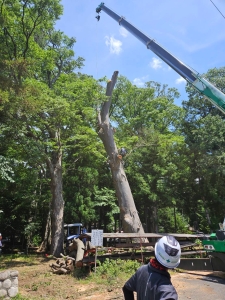 大型樹木特殊伐採